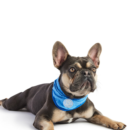 Dog Cooling Bandana - Blue